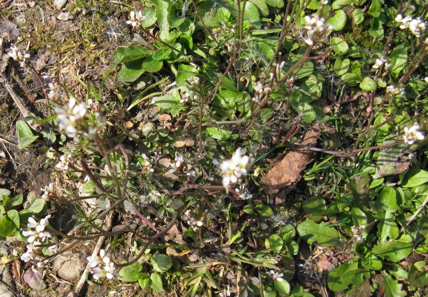 Fiorellini bianchi nel prato: Cardamine hirsuta